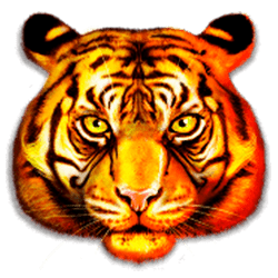 Icon 1 Chinese Tigers