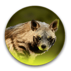 Icon 3 Lion’s Pride