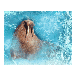 Icon 4 Northern Heat