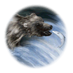 Icon 10 Shaman’s Dream