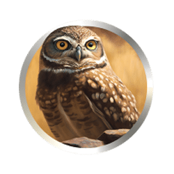 Icon 3 Wild Buffalo Bonanza