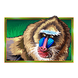 Icon 2 Congo Cash XL