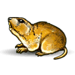 Scatter of Golden Tour Slot – Free Demo, RTP, Features and Slot