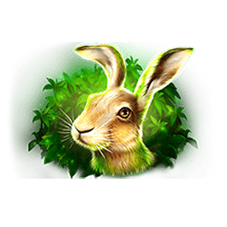 Icon 5 Buffaloes Duel