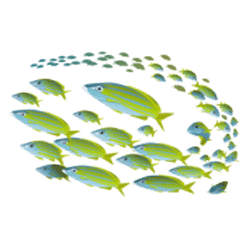 Icon 10 Dolphin Quest