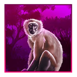 Icon 5 Animals of Africa