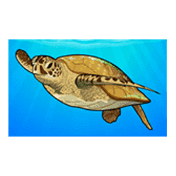 Icon 1 Dolphin Coast