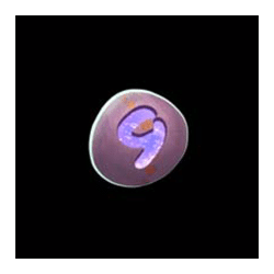 Icon 11 Pink Elephants