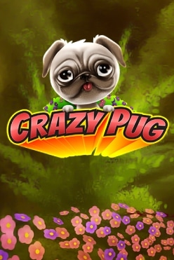 Crazy Pug