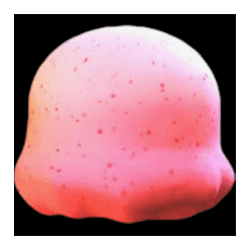 Icon 5 Sunset Delight