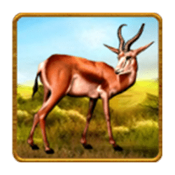 Icon 5 Savannah King