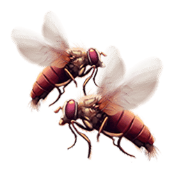 Icon 13 Serengeti Sunset