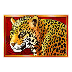 Icon 1 Congo Cash XL