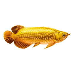 Icon 2 Arowanas Luck