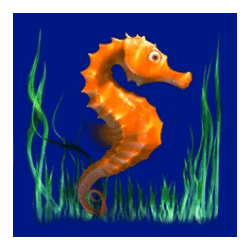 Icon 5 Dolphin’s Pearl Deluxe