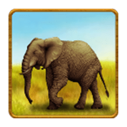 Icon 2 Savannah King