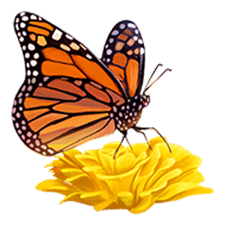 Icon 10 Serengeti Sunset