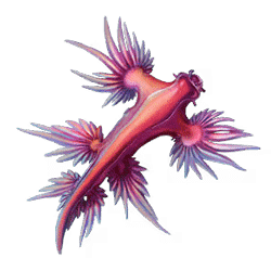 Icon 3 Turtle Paradise