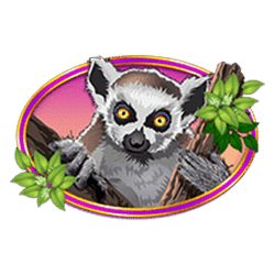 Icon 3 Congo Cash XL