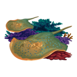 Icon 6 Dolphin Quest