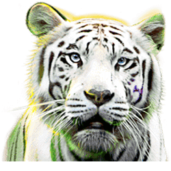 Wild Symbol of Big Cat Rescue MegaWays Slot