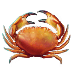 Icon 2 Turtle Paradise