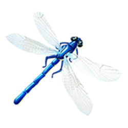 Icon 5 Dragon’s Element Deluxe