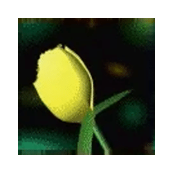 Icon 3 Queen Of Hearts