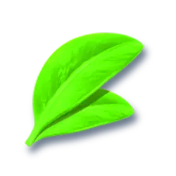 Icon 10 Bear’s Tricks