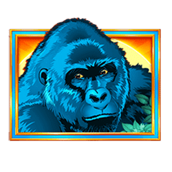 Icon 10 Congo Cash XL