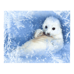 Icon 3 Northern Heat