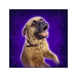 Icon 5 Rocky Slot – Free Demo, RTP, Bonus Features and