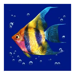 Icon 6 Dolphin’s Pearl Deluxe