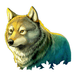 Icon 2 Wild Survivor