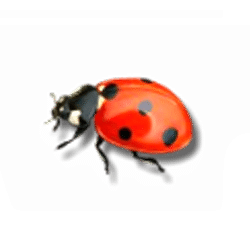 Icon 4 3 Butterflies