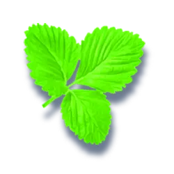 Icon 9 Bear’s Tricks