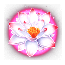 Bonus of Tiger Jungle Slot