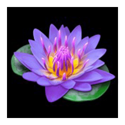 Icon 6 Book of Oasis