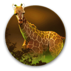 Icon 2 Lion’s Pride